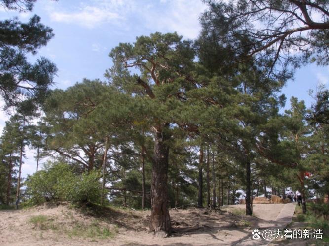 未来10年,专业苗圃将进入黄金发展期! 未来10年,专业苗圃将进入黄金发展期!