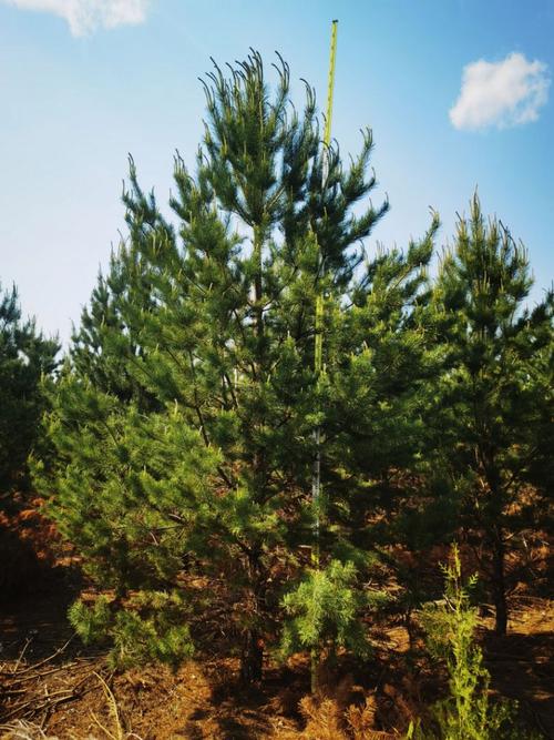 樟子松树苗价格一般是多少钱一苗。