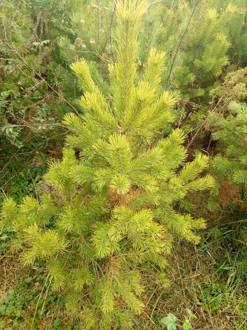 樟子松树苗价格一般是多少钱一苗。