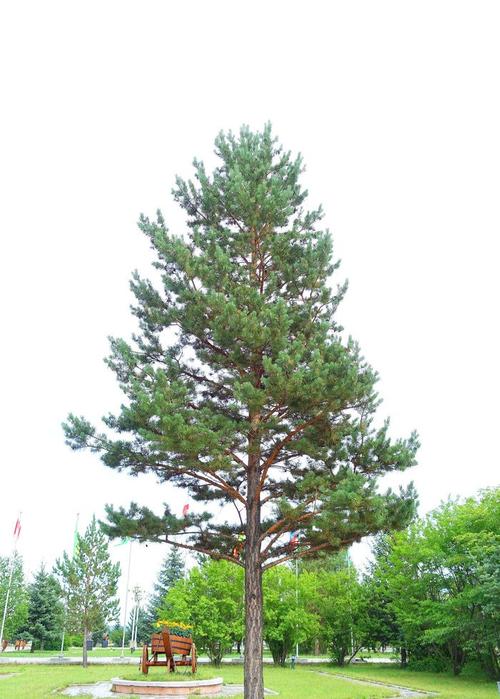 樟子松和落叶松怎么区分?有谁了解? 樟子松和落叶松怎么区分?有谁了解?