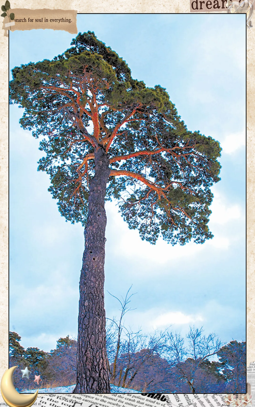 樟子松和落叶松怎么区分?有谁了解? 樟子松和落叶松怎么区分?有谁了解?