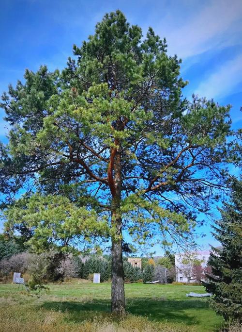 樟子松木是最差的实木吗