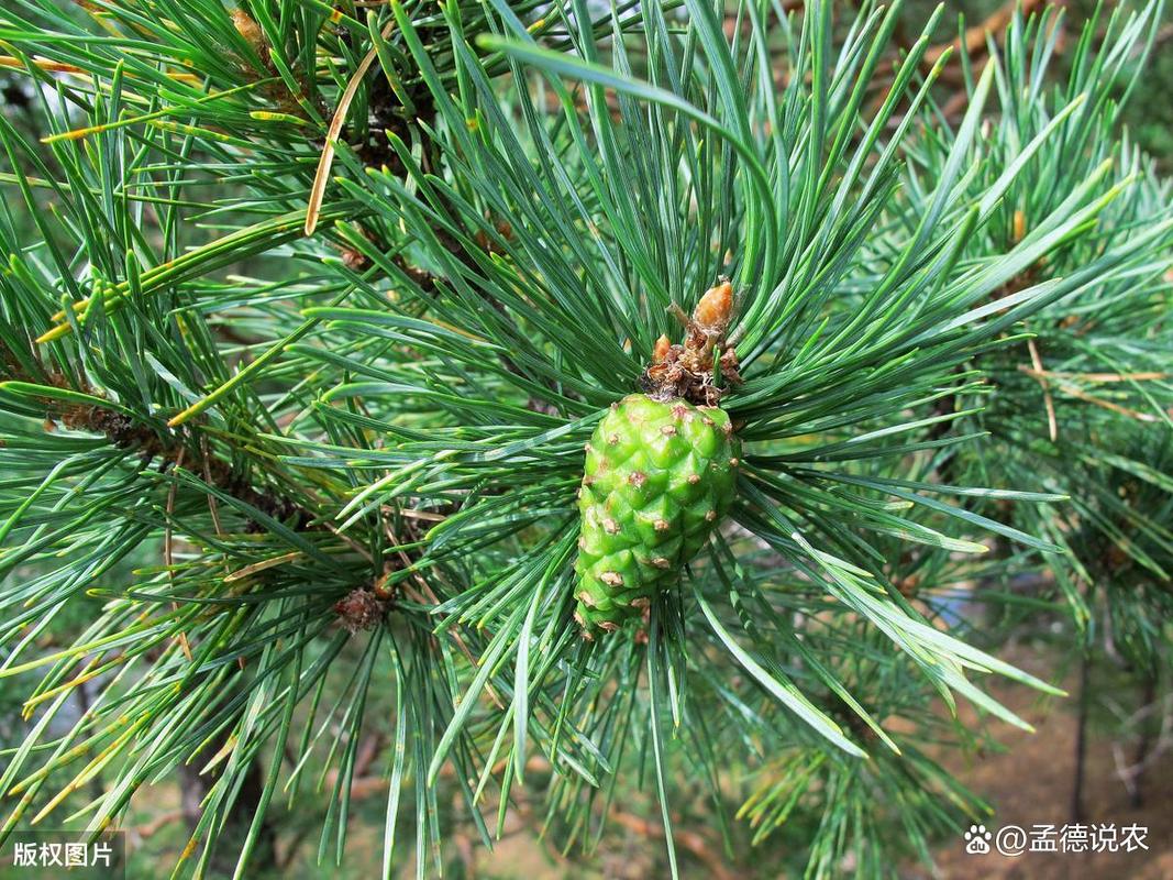 樟子松防腐木价格多少钱一立方