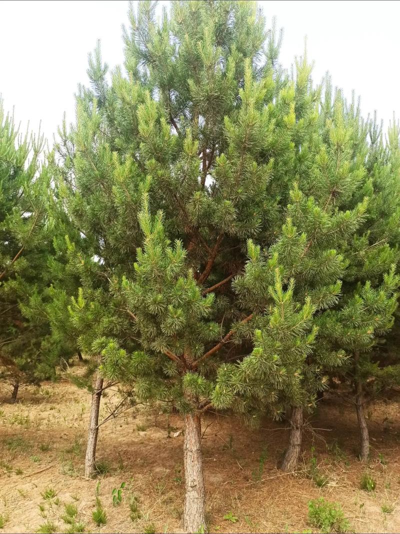 樟子松防腐木价格多少钱一立方