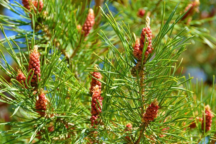 落叶松和樟子松有什么区别